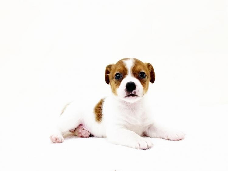 animal_image