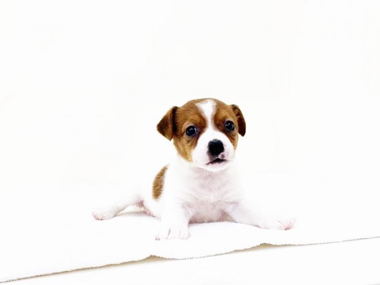 animal_image