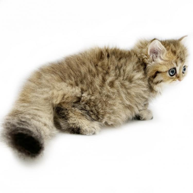 animal_image