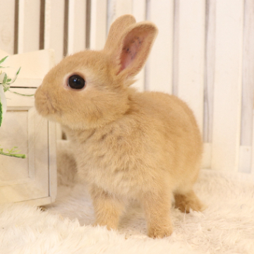 animal_image
