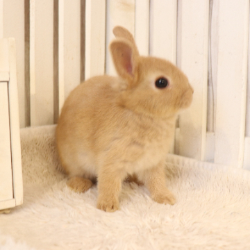 animal_image