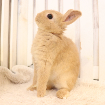 animal_image