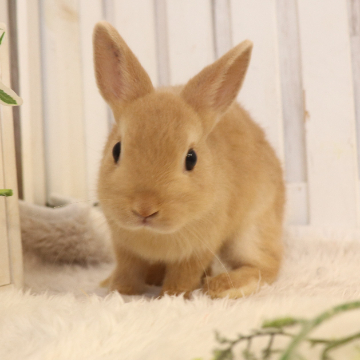 animal_image