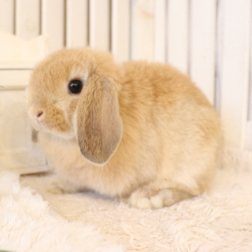 animal_image