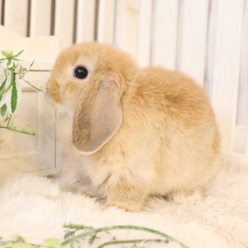 animal_image