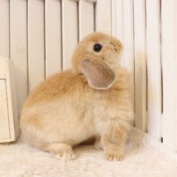 animal_image
