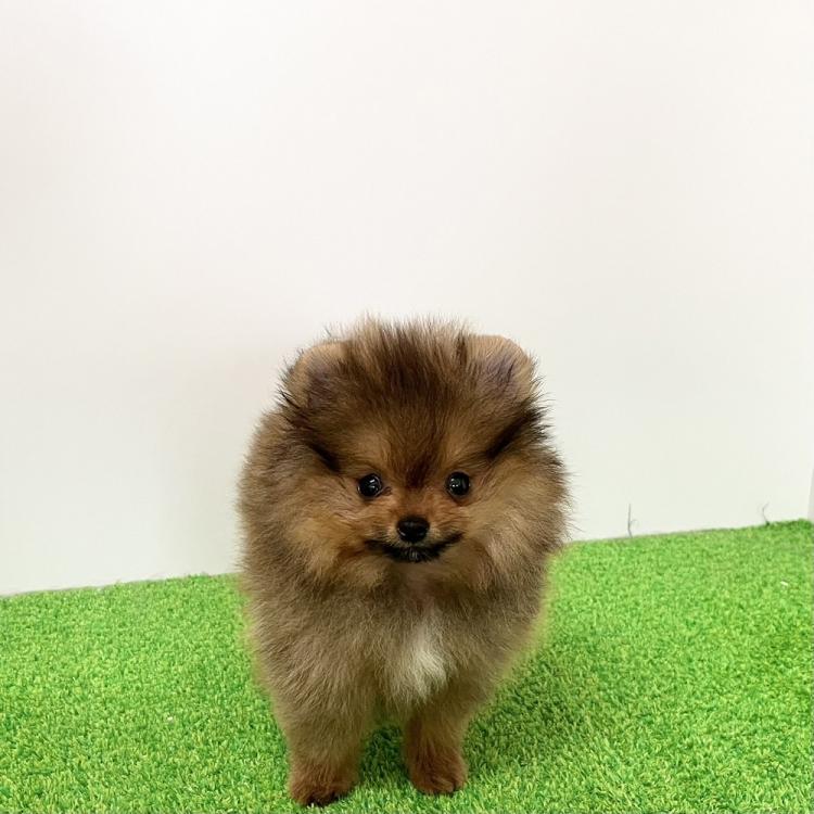 animal_image