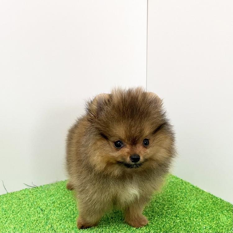 animal_image