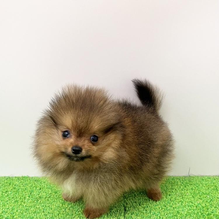 animal_image