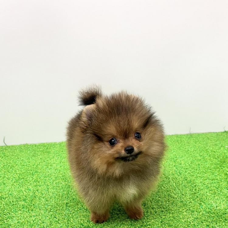 animal_image