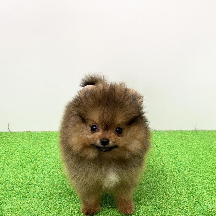 animal_image