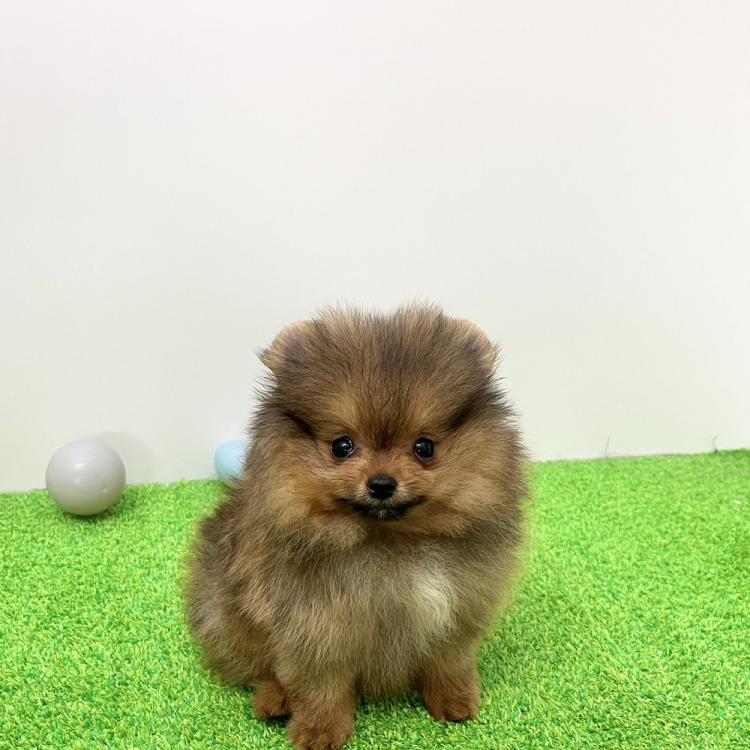 animal_image
