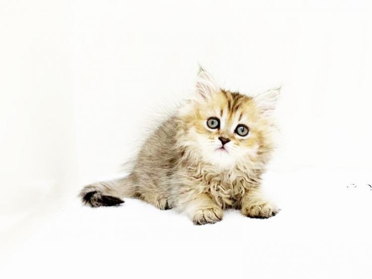 animal_image