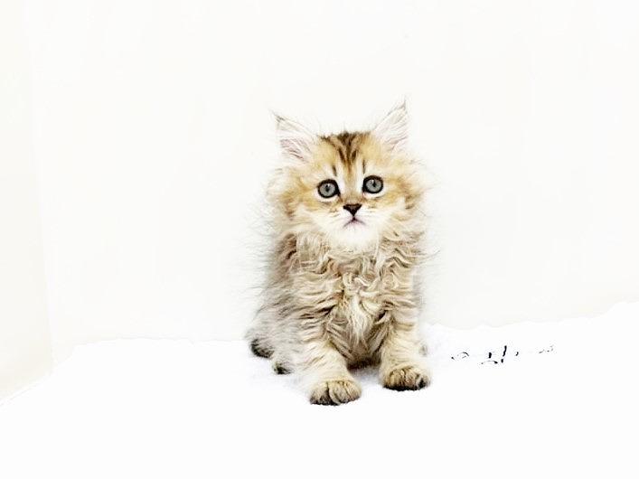 animal_image