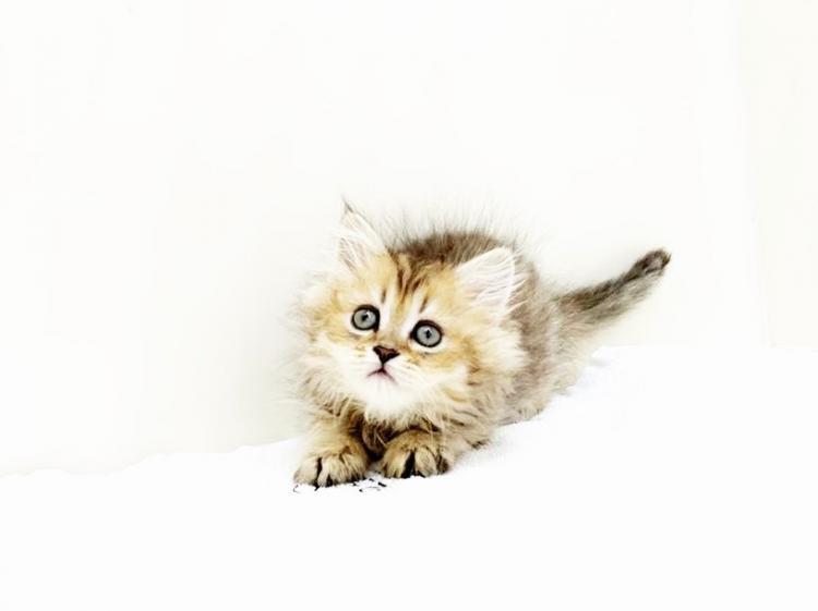 animal_image