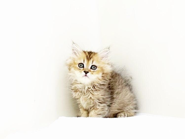 animal_image
