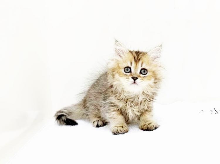 animal_image