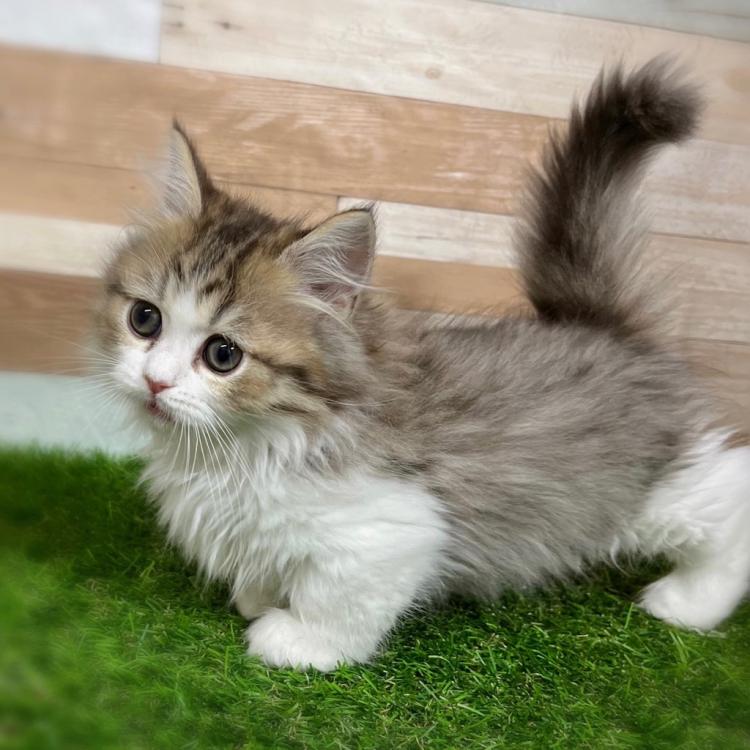 animal_image