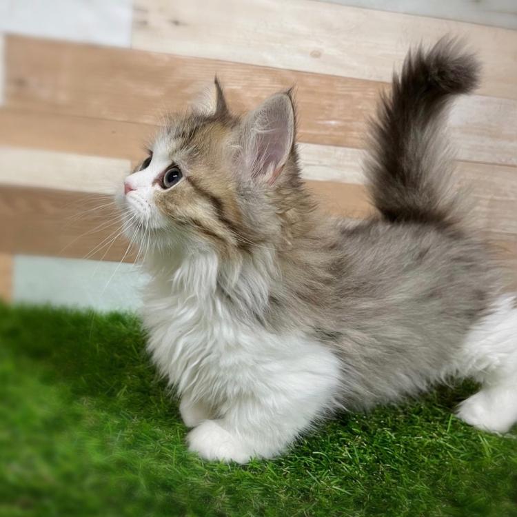 animal_image