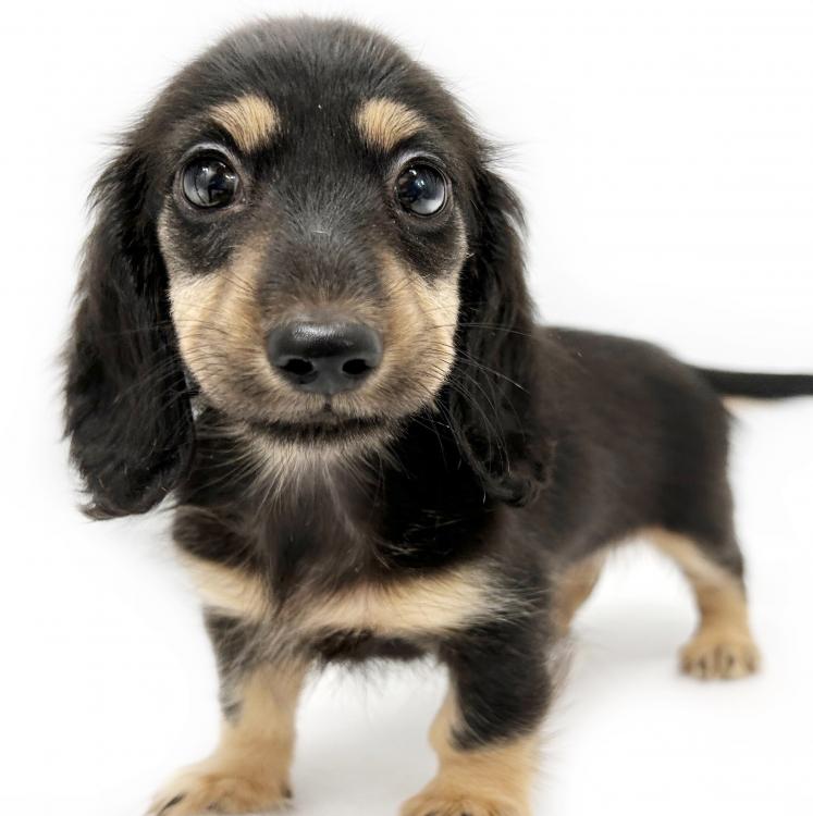 animal_image