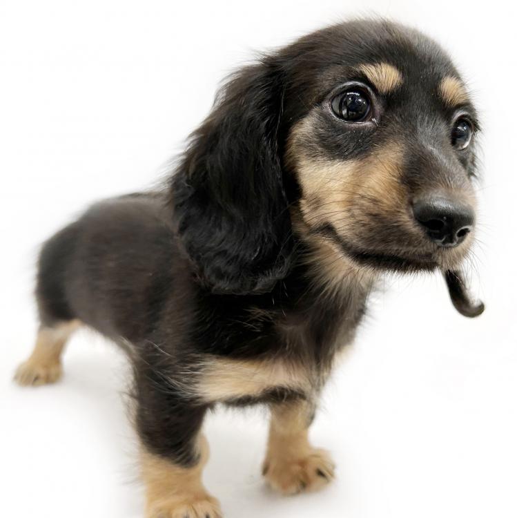 animal_image