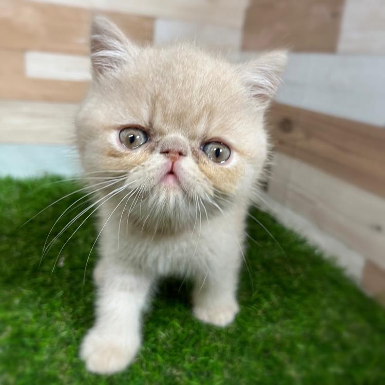 ワンニャンハウス ディオワールド 四日市店のエキゾチック・ショート