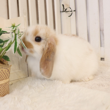 animal_image