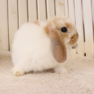 animal_image