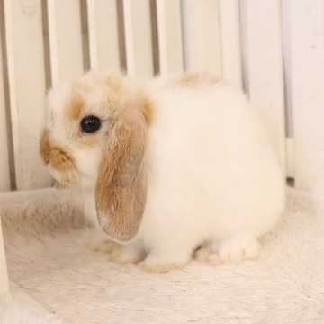 animal_image