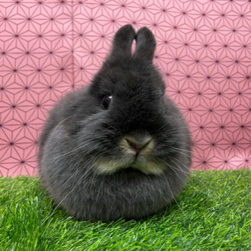 animal_image