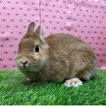 animal_image