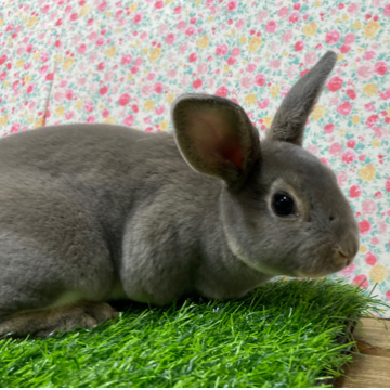 animal_image