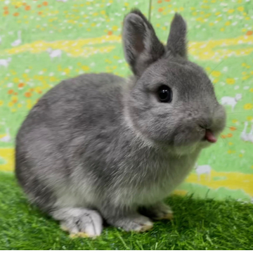 animal_image