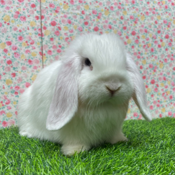 animal_image