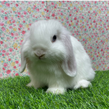 animal_image