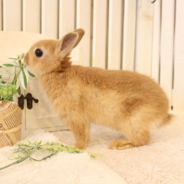 animal_image