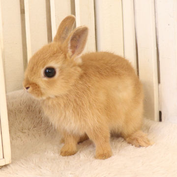 animal_image