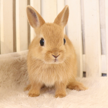 animal_image
