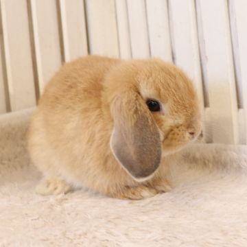 animal_image