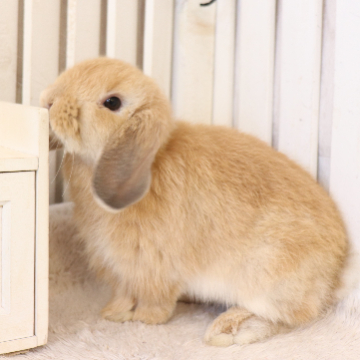 animal_image