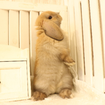 animal_image