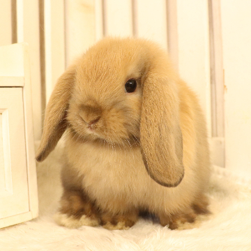 animal_image