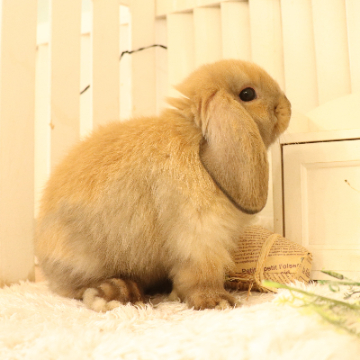 animal_image