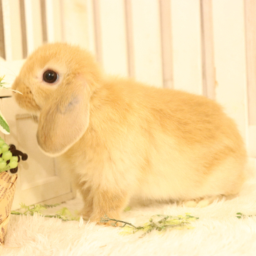animal_image