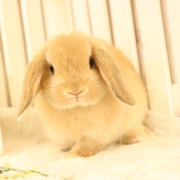 animal_image