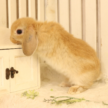 animal_image
