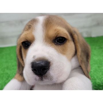animal_image