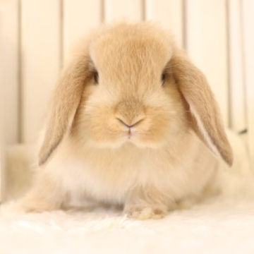 animal_image