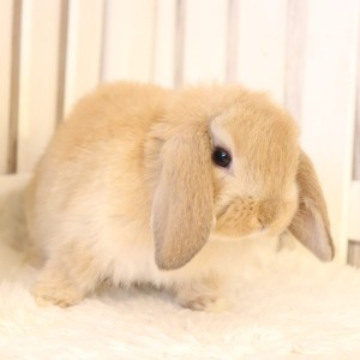 animal_image