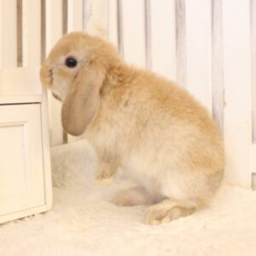 animal_image
